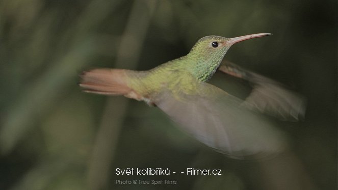Svět kolibříků -  - Filmer.cz